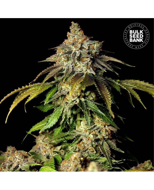 copy of Auto Zkittly Zi Zi | Bulk Seed Bank copy of Auto Zkittly Zi Zi | Bulk Seed Bank