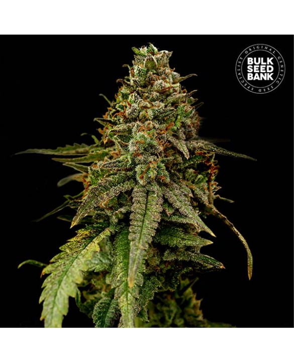 Auto Coffe Rocket | Bulk Seed Bank