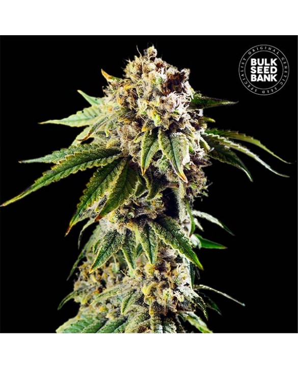 copy of Auto Zkittly Zi Zi | Bulk Seed Bank copy of Auto Zkittly Zi Zi | Bulk Seed Bank
