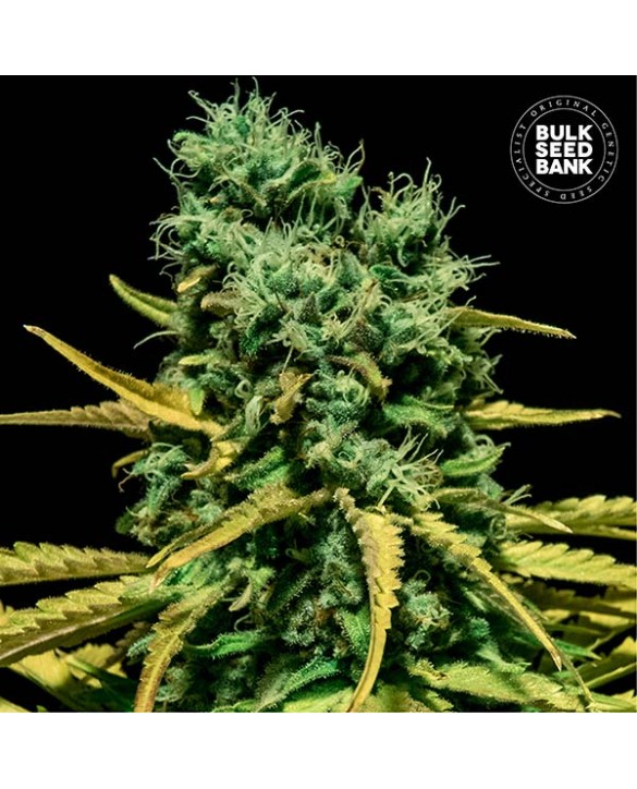 copy of Auto Zkittly Zi Zi | Bulk Seed Bank