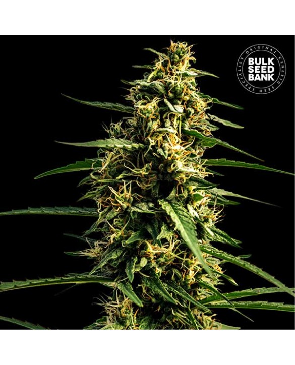 copy of Auto Zkittly Zi Zi | Bulk Seed Bank