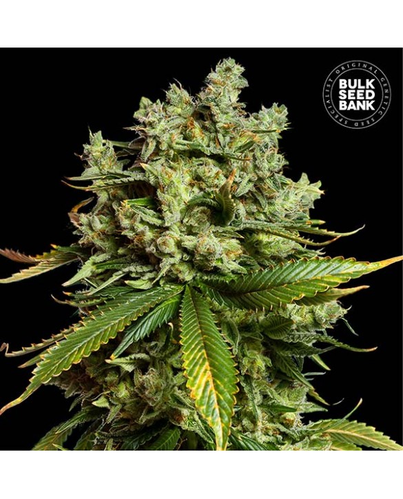 copy of Auto Zkittly Zi Zi | Bulk Seed Bank