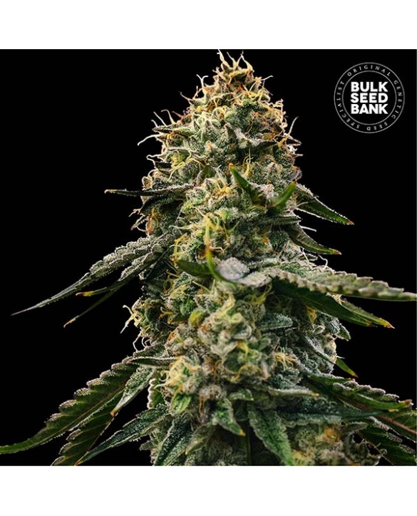 copy of Auto Zkittly Zi Zi | Bulk Seed Bank
