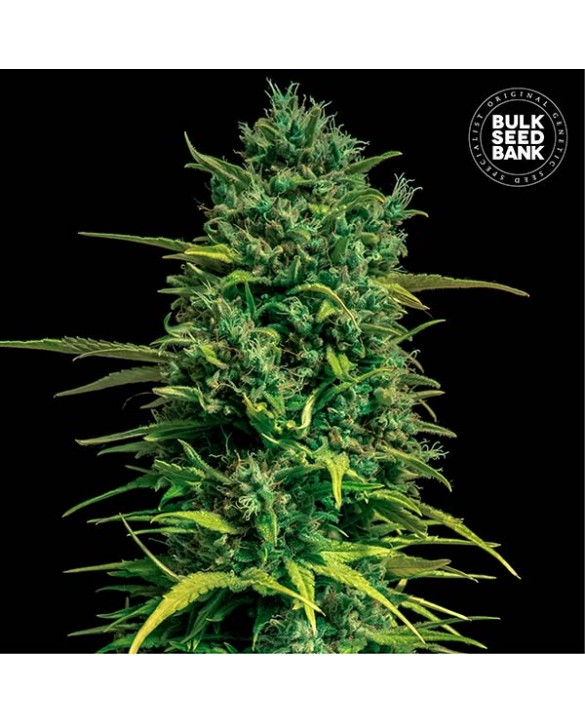 Auto Tropical Coconut | Bulk Seed Bank Auto Tropical Coconut | Bulk Seed Bank