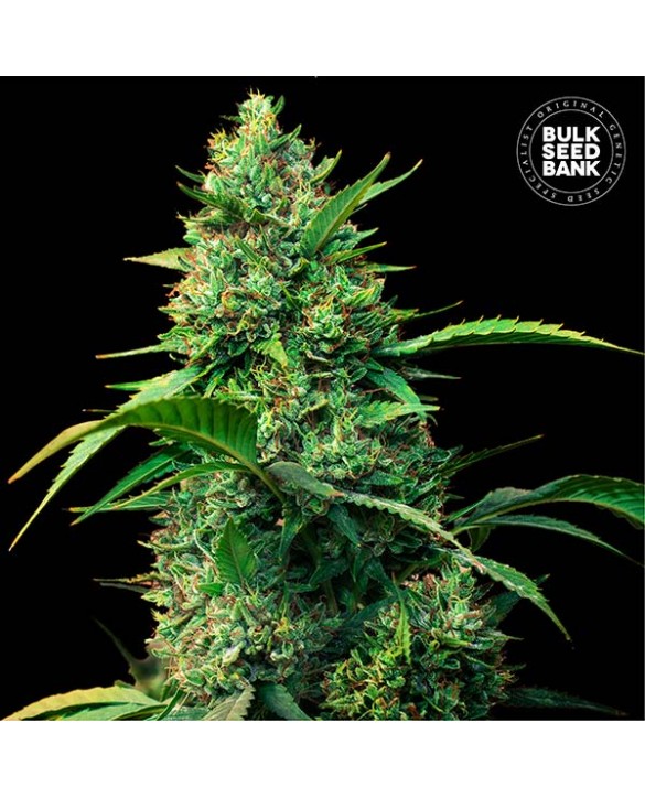 Auto Strawberry Ferry | Bulk Seed Bank Auto Strawberry Ferry | Bulk Seed Bank