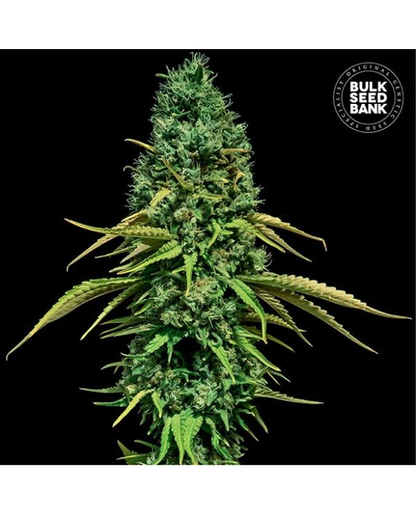 CBD Critical | Bulk Seed Bank CBD Critical | Bulk Seed Bank