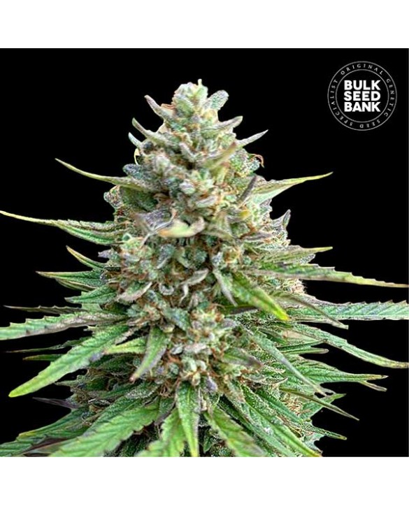 CBD Sativa King | Bulk Seed Bank CBD Sativa King | Bulk Seed Bank