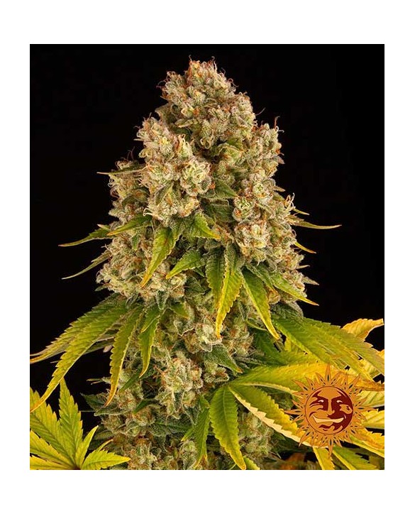copy of Wedding Cake Auto | Barney’s Farm