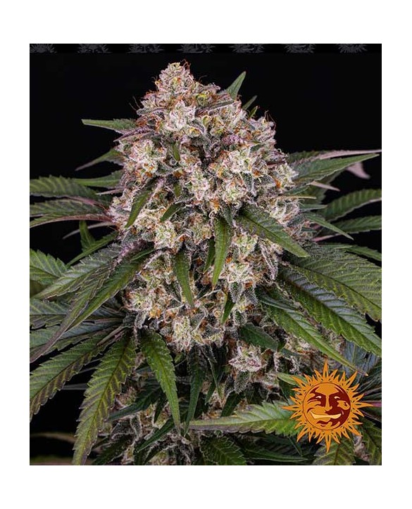 OG Kush Auto | Barney’s Farm