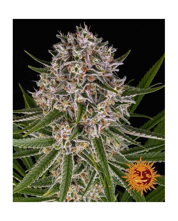 Lemon Haze Auto | Barney’s Farm