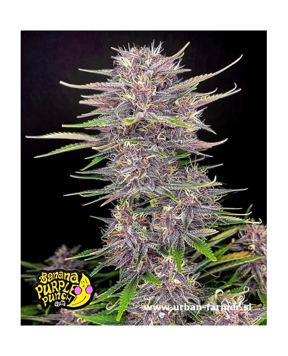 Banana Purple Punch Auto | Fast Buds