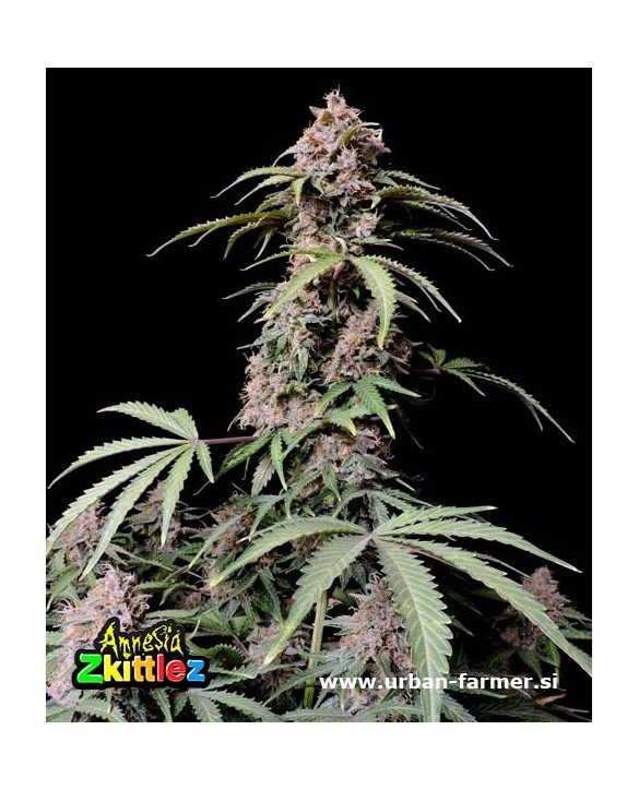 Amnesia Zkittlez Auto | Fast Buds Amnesia Zkittlez Auto | Fast Buds