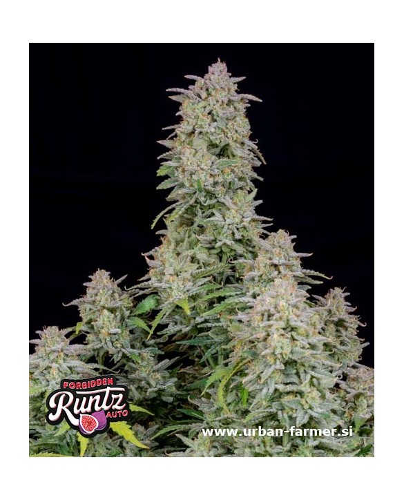 Forbidden Runtz Auto | Fast Buds