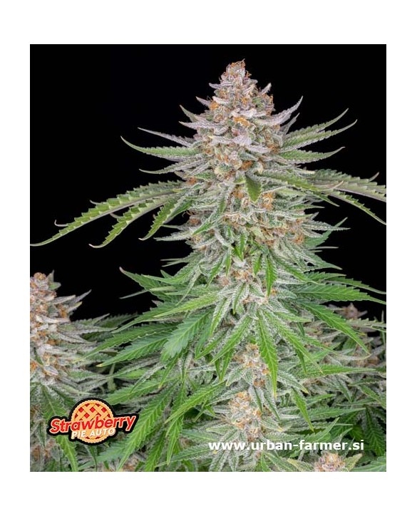Strawberry Pie Auto | Fast Buds