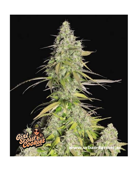 Gorilla Punch Auto | Fast Buds