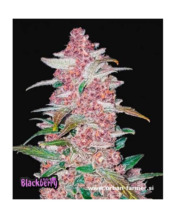 Blackberry Auto | Fast Buds Blackberry Auto | Fast Buds