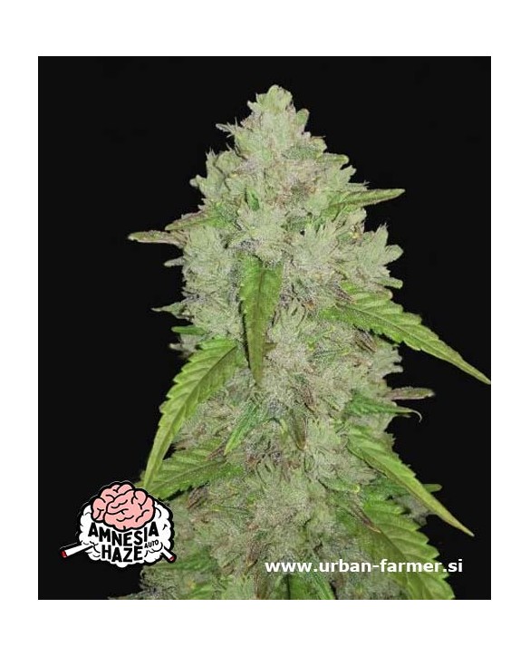 Amnesia Haze Auto | Fast Buds