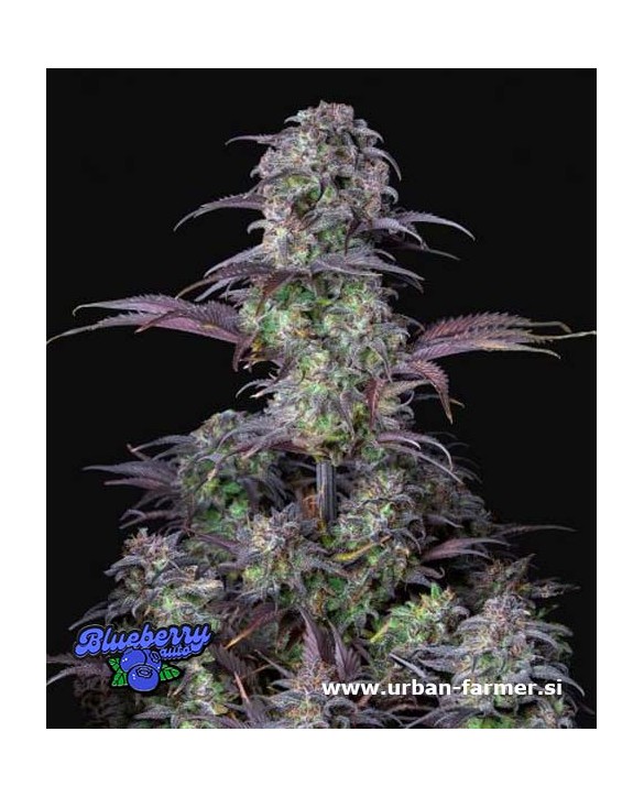 Blueberry Auto | Fast Buds Blueberry Auto | Fast Buds