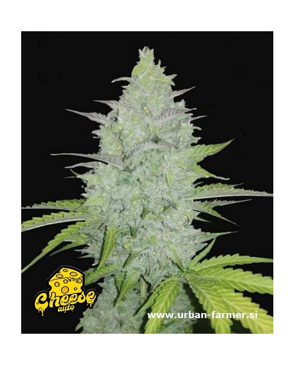 Cheese Auto | Fast Buds Cheese Auto | Fast Buds