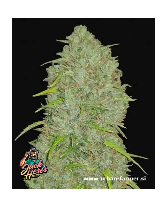 Jack Herer Auto | Fast Buds