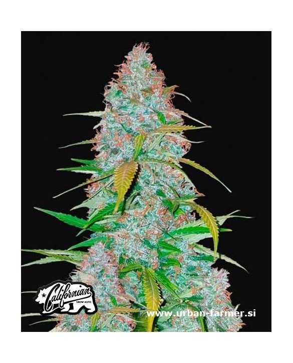 Californian Snow Auto | Fast Buds