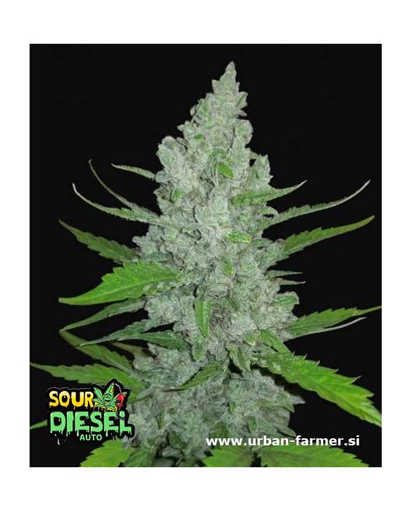 Sour Diesel Auto | Fast Buds