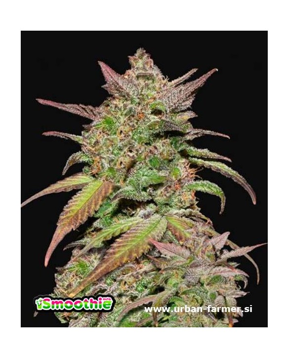Smoothie Auto | Fast Buds