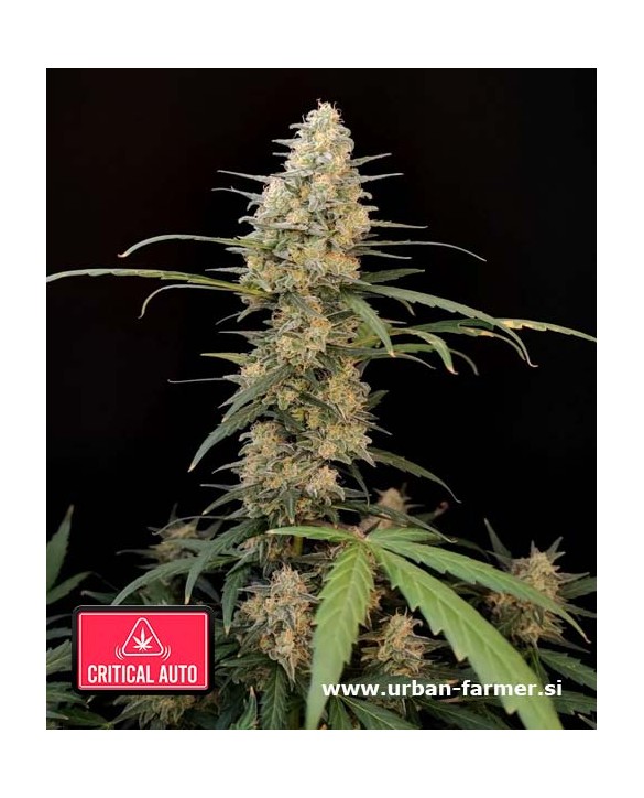 Critical Auto | Fast Buds