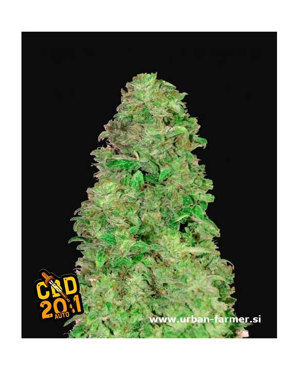 CBD Auto 20:1 | Fast Buds