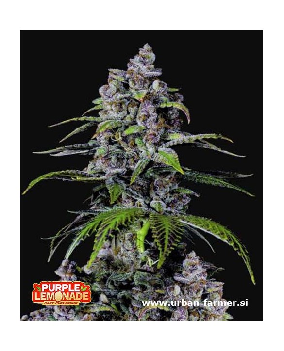 Purple Lemonade FF | Fast Buds Purple Lemonade FF | Fast Buds