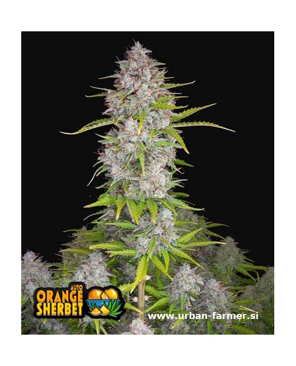 Orange Sherbet FF | Fast Buds