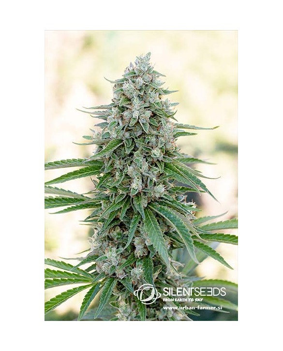 Critical Mango | Silent Seeds Critical Mango | Silent Seeds