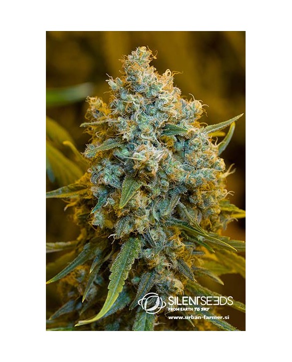 Critical Jack | Silent Seeds Critical Jack | Silent Seeds