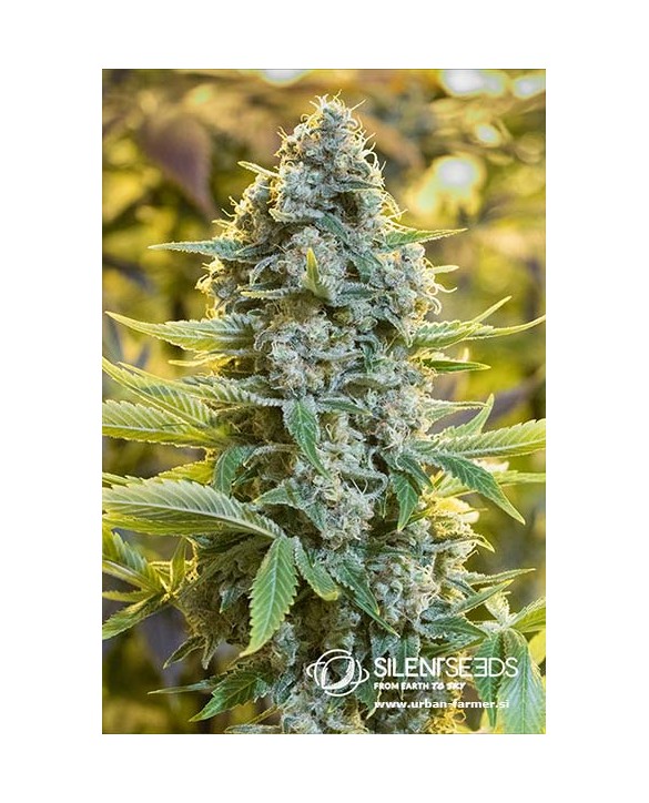Moby Dick | Silent Seeds Moby Dick | Silent Seeds