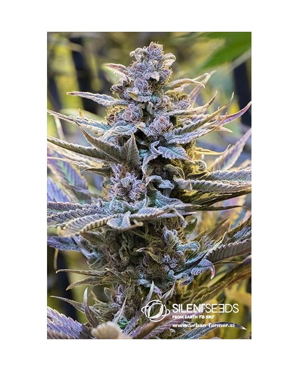 Cookielato | Silent Seeds