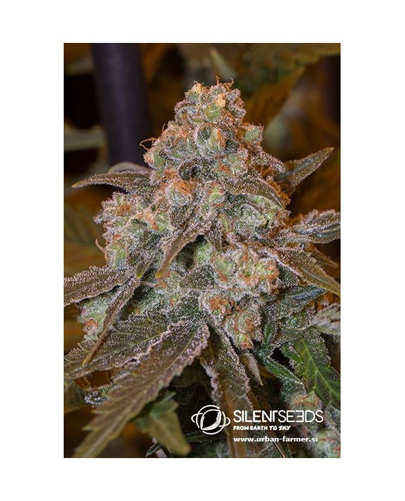 Gorilla Frost | Silent Seeds Gorilla Frost | Silent Seeds