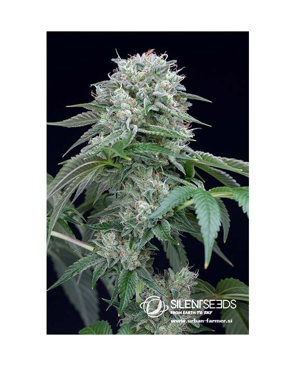 Starfire OG | Silent Seeds Starfire OG | Silent Seeds