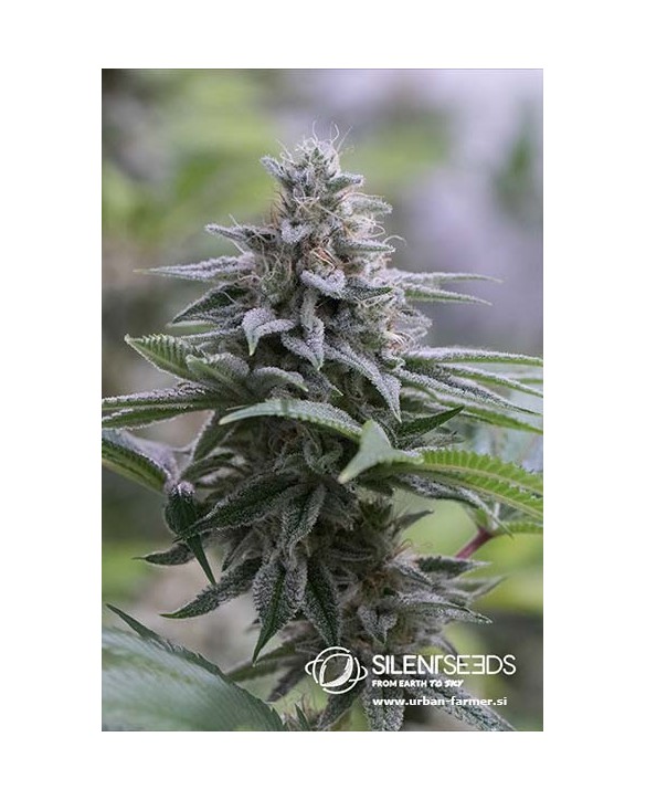 Zkittlez 2.0 | Silent Seeds