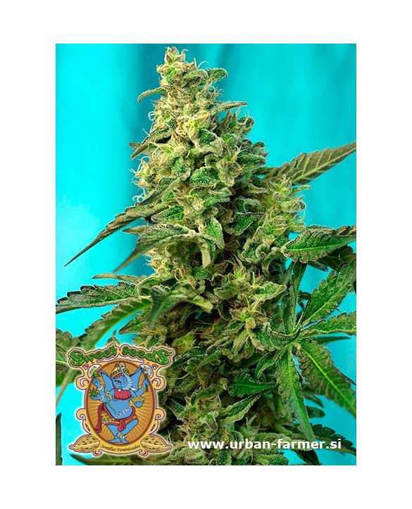 Green Poison F1 Fast Version | Sweet Seeds