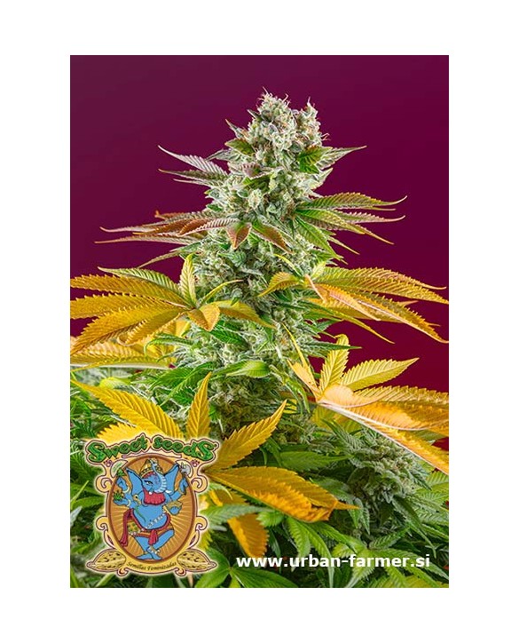 Gorilla Girl F1 Fast Version | Sweet Seeds