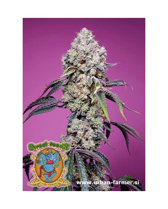 Sweet Mandarine Zkitlez F1 Fast Version | Sweet Seeds