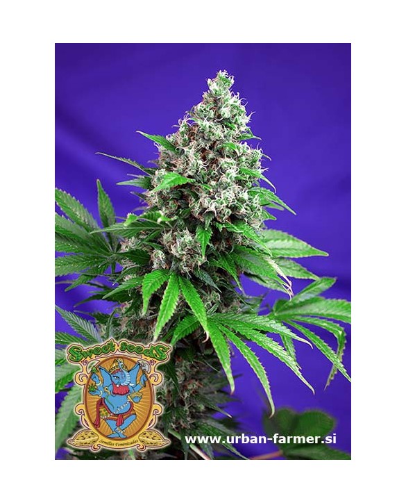 Killer Kush F1 Fast Version | Sweet Seeds