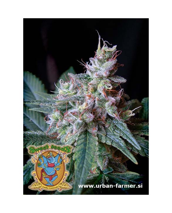 Cream Caramel F1 Fast Version | Sweet Seeds