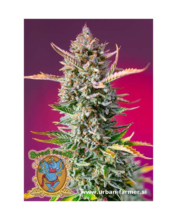 Gorilla Sherbet F1 Fast Version | Sweet Seeds