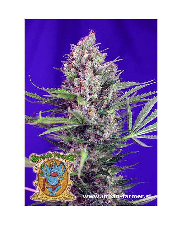 Cream Mandarine F1 Fast Version | Sweet Seeds