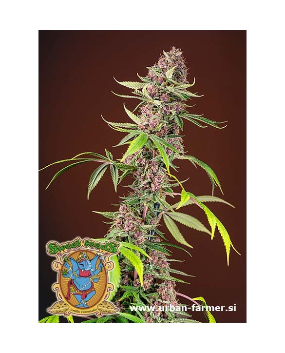 Sweet Seeds Red Mandarine F1 Fast Version Sweet Seeds Red Mandarine F1 Fast Version
