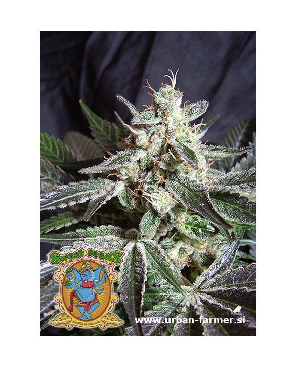 Sweet Seeds Black Jack F1 Fast Version