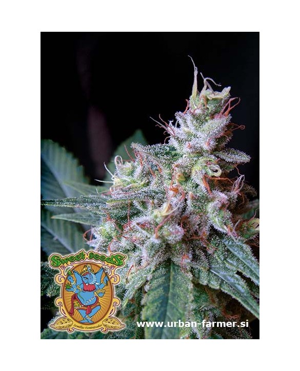 Cream Caramel | Sweet Seeds