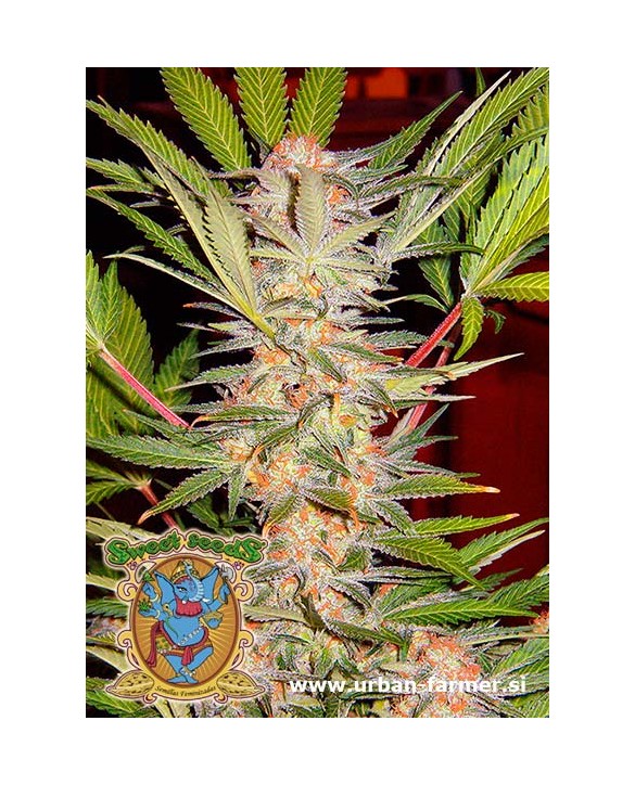 S.A.D. Sweet Afgani Delicious S1 | Sweet Seeds