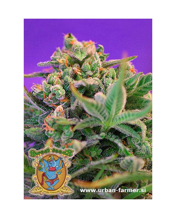 Sweet Cheese | Sweet Seeds